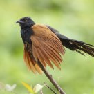 Greater Coucal